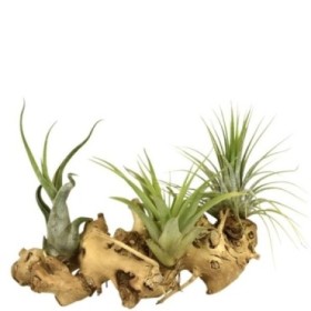 TILLANDSIA SUELTA TRONC M12- 12cm  medium