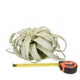 TILLANDSIA XEROGRAFICA  20cm