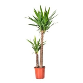 YUCCA, 2 troncs  M22 90.60 CM