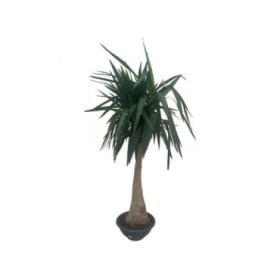 YUCCA  MAYA M33- 85cm.