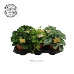 PEPEROMIA  M15 MIX