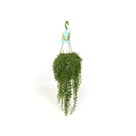 PEPEROMIA  M14 PROSTRATA colgador