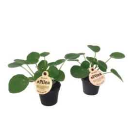 PILEA  M 6 PEPEROMIOIDES Mini