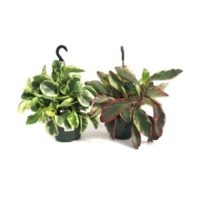 PEPEROMIA COLGAR  M15