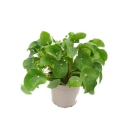 PILEA PEPEROMIOIDES M19