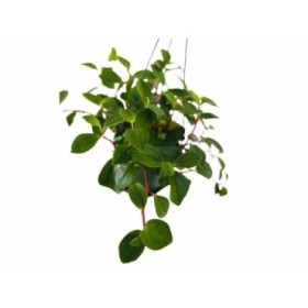 PEPEROMIA PENJAR  M15 Glabella