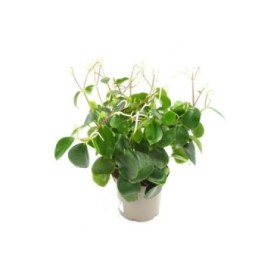 PEPEROMIA RAINDROP M19