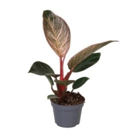 PHILODENDRON  M10 PINK BIKINI