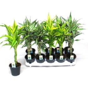 DRACAENA SANDERIANA  1 TRONCO TRENZADO M12