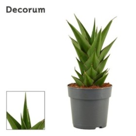 SANSEVIERIA M12 H27 TEMPLE CROWN