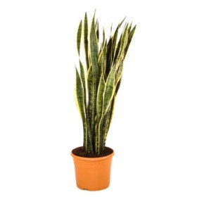 SANSEVIERIA  M30- 90-100cm.