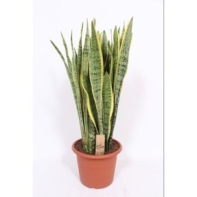 SANSEVIERIA  M30- 110cm.