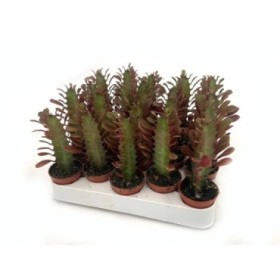 EUPHORBIA M 5.5 Trigona Rubra (bandeja 20 und.)