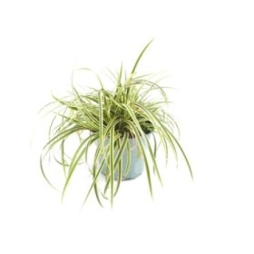 CAREX VANILLA ICE M17