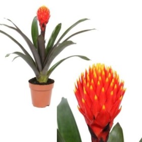 GUZMANIA  M13  TALA