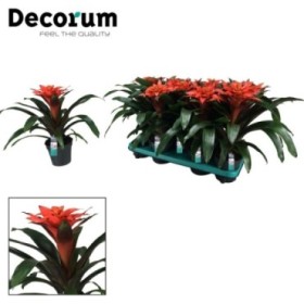 GUZMANIA  M13 TUTTI FRUTTI M13 40cm.