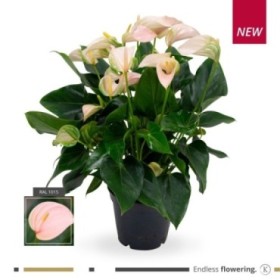 ANTHURIUM  M17 PEACHE