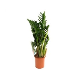 ZAMIOCULCAS  M21- 95cm.