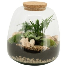 TERRARI PLANTA MINI D24 H25