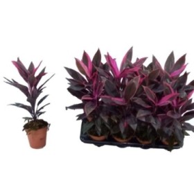 DRACAENA TANGO M13 H50