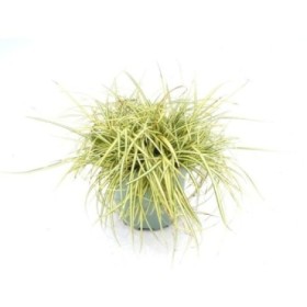 CAREX MAXIGOLD M17