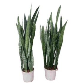 SANSEVIERIA  M23- 90cm. ZEILANICA