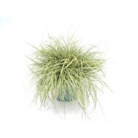 CAREX MOONLIGHT M17