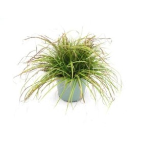 CAREX GOLD FOUNTAIN M17