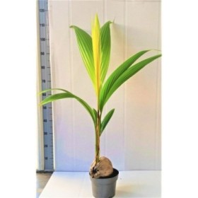 COCOS NUCIFERA  120cm. M19  Golden Malay