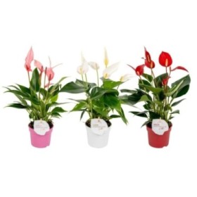 ANTHURIUM  M 9 BANDEROLA LAVA MIX