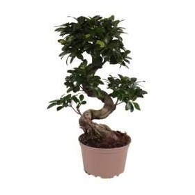 FICUS GINGEIN  M20  Forma S