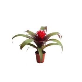 GUZMANIA  M 5.5 HOPE