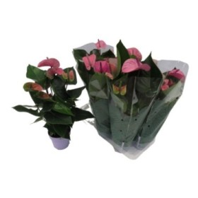 ANTHURIUM  M14 CAVALLI Lila