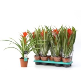 GUZMANIA  M13  BANDERA