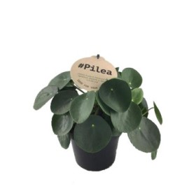 PILEA  M12 PEPEROMIOIDES