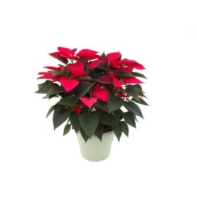 POINSETTIA   M23  VERMELLA Deco Oliva