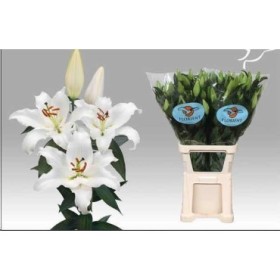 FLOR, LILIUM ORIENTAL BLANC 100cm. x10 EXTRA,4F.