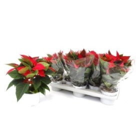 POINSETTIA   M12 ROJA Maceta Blanca