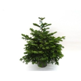 ABIES NORDMANNIANA 75/100 ARRELAT