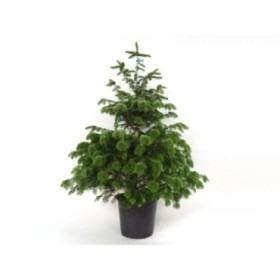 ABIES NORMANIANA 125/150 ARRELAT