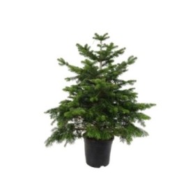 ABIES NORDMANNIANA 100/125 ARRELAT