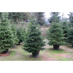 ABIES NORDMANNIANA 250/300 ARRELAT