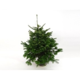 ABIES NORDMANNIANA 100/125 CN