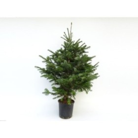 ABIES NORDMANNIANA 125/150 CN