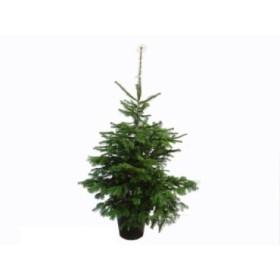 ABIES NORDMANNIANA 150/175 CN