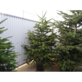 ABIES NORDMANNIANA 175/200 CN