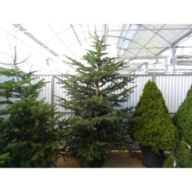 ABIES NORDMANNIANA 200/250 CN