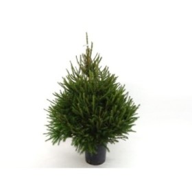 PICEA ABIES EXCELSA 100/125 CN