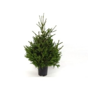 PICEA ABIES EXCELSA 125/150 CN