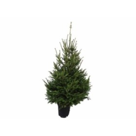 PICEA ABIES EXCELSA 150/175 CN